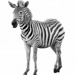 zebra